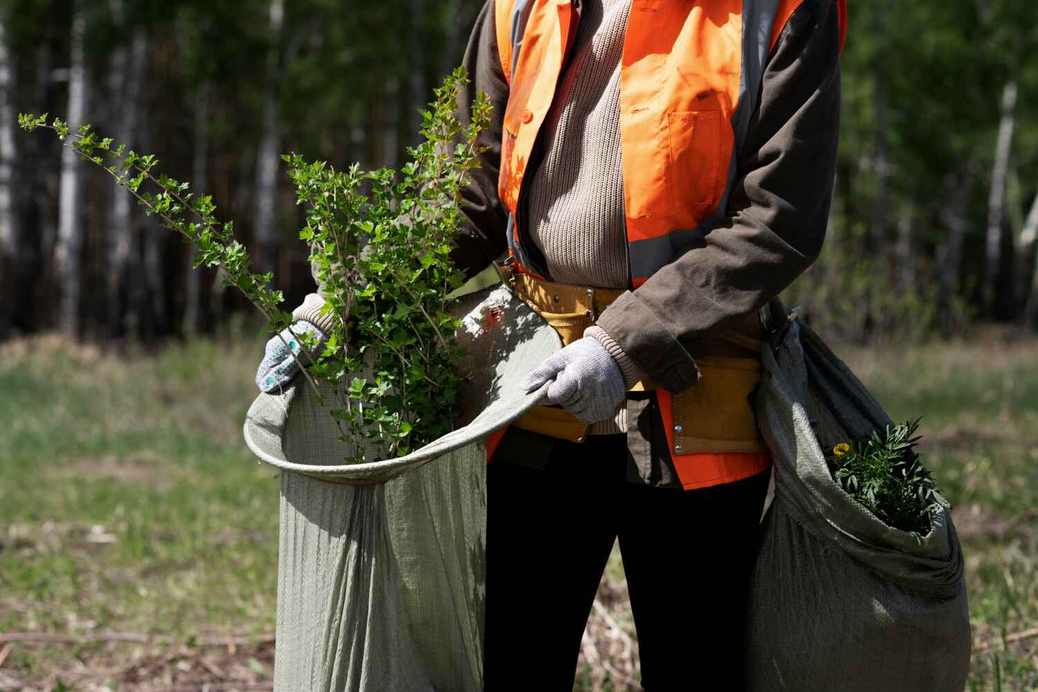 Reliable Fillmore, CA Tree Service Solutions